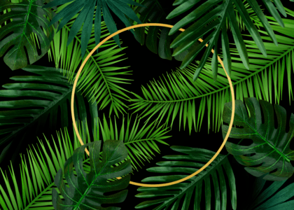 绿色棕榈植物叶子背景