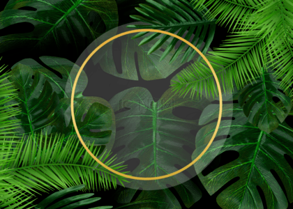 绿色叶子植物棕榈背景