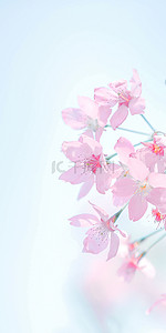 粉色，樱花背景图片_虚化天空背景粉色樱花壁纸