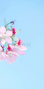 花藤花纹边框背景图片_蓝色天空粉色花朵樱花手机壁纸
