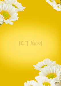 漂亮菊花背景图片_优雅黄色花卉渐变背景