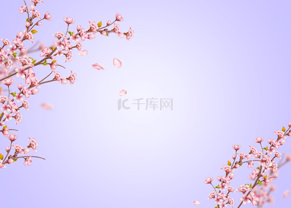 飘落樱花背景图片_紫色飘落的春天樱花光效背景