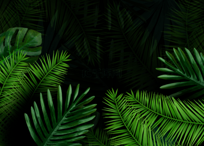 掌心背景图片_棕榈植物平铺背景