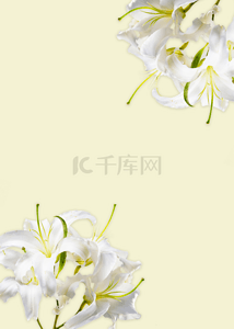 黄色简单背景图片_黄色简单花卉干净背景