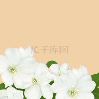 浅橙色优雅茉莉花背景