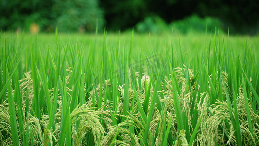 清晨风吹绿色稻谷麦浪农作物农村经济发展