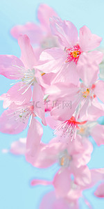可爱底纹装饰背景图片_粉色花瓣红色花蕊可爱樱花手机壁纸