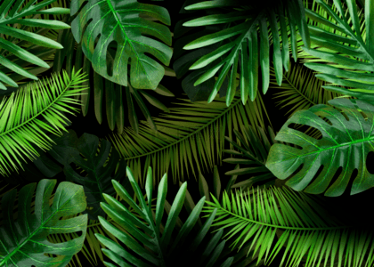植物棕榈叶子简单背景