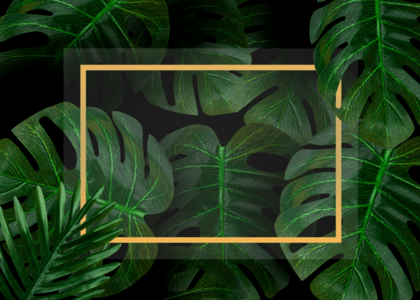 棕榈背景图片_植物棕榈叶子绿色背景