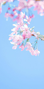 春天手机壁纸背景图片_树上垂下的可爱粉色樱花手机壁纸