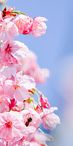 春天手机壁纸背景图片_满树粉红樱花手机壁纸