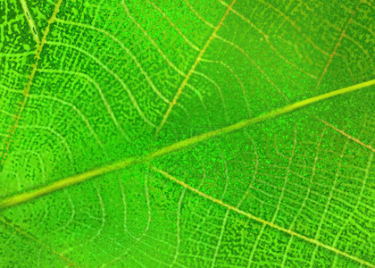 绿色植物叶子脉络纹理背景