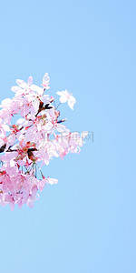 枝藤背景图片_蓝天下的美丽樱花手机壁纸