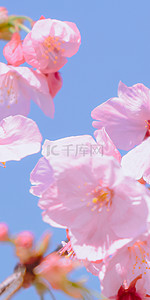 蓝色天空樱花背景图片_蓝色天空背景粉色樱花手机壁纸