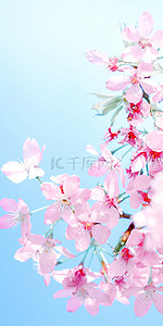 春天边框背景图片_开满树梢的粉色樱花手机壁纸