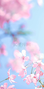 手机手机边框背景图片_粉色花朵虚化背景樱花手机壁纸