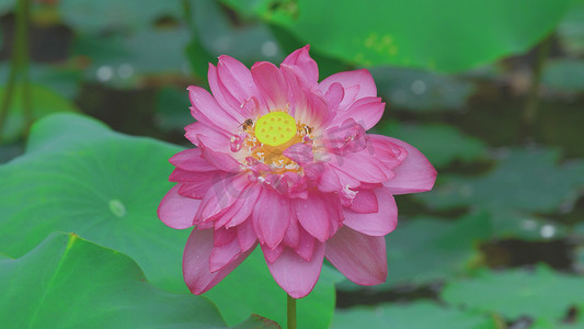 唯美立夏摄影照片_夏天唯美荷花荷叶蜜蜂采蜜风景