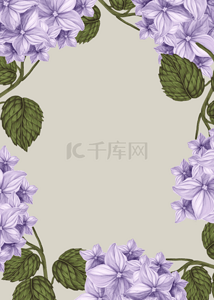 紫色花卉干净背景