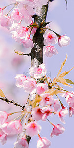 春日盛开的樱花手机壁纸