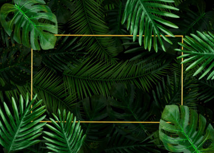 植物金属框绿色棕榈