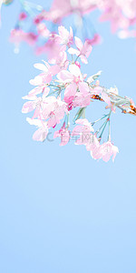 背景花蓝背景图片_盛开的粉色樱花壁纸