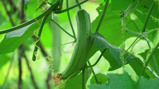 农业的发展摄影照片_农家农田丝瓜藤上生长成熟的果实