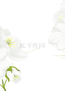 绿色花卉浪漫背景图片_白色优雅花卉浪漫背景