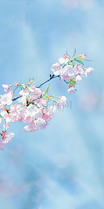 装饰框卡通背景图片_蓝底粉红樱花可爱手机背景