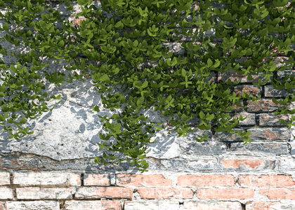 绿色植物纹理背景图片_与绿色植物的现代石砖墙背景