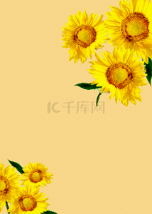 黄色鲜花背景背景图片_简约黄色鲜花壁纸