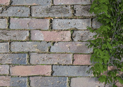 老石墙与常春藤作为背景