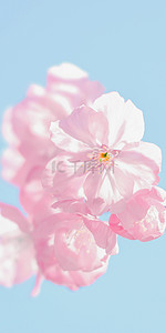 粉色花纹底纹背景图片_漂亮花苞樱花手机壁纸