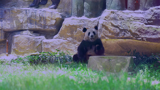 动物园熊猫摄影照片_动物园国宝大熊猫