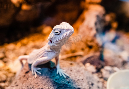 沙漠蜥蜴摄影照片_小蜥蜴爬虫动物热带动物摄影图配图