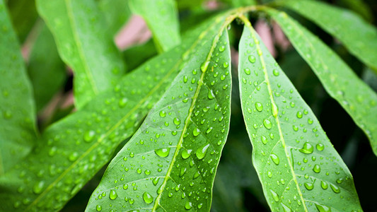 秋天寒露树叶上的水滴水滴