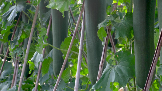 大棚摄影照片_收获的季节大棚里生长的冬瓜农作物