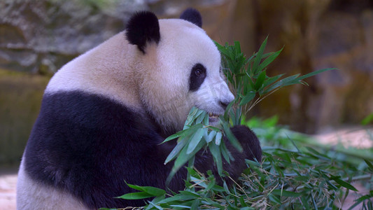 国潮熊猫吃面条摄影照片_动物园国宝大熊猫