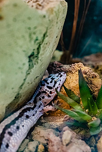 蜥蜴热带宠物动物饲养摄影图配图