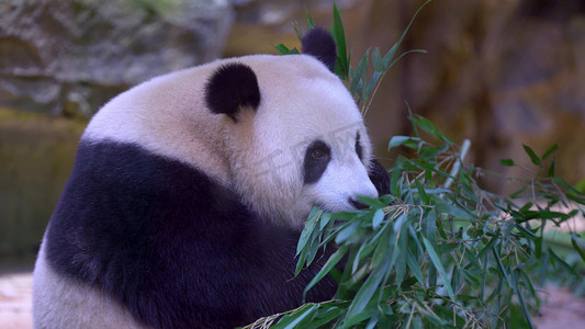 熊猫动物园摄影照片_动物园国宝大熊猫