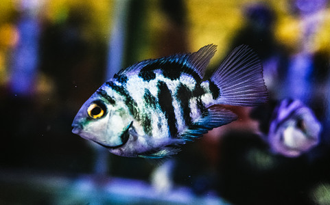 观赏鱼热带鱼动物鱼类特写摄影图配图