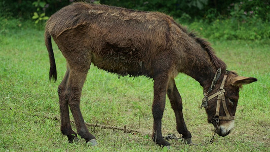 驴吃草动物家畜畜牧业