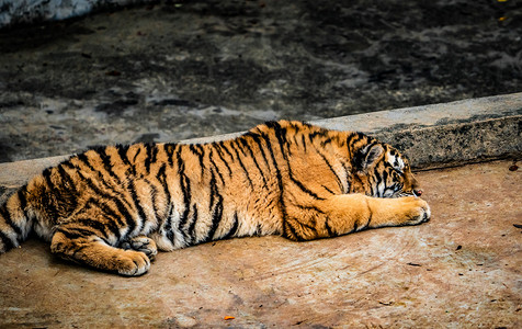 动物老虎猛兽休息睡眠摄影图配图