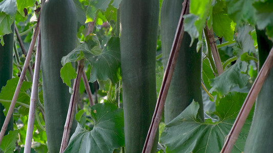 收获的季节大棚里生长的冬瓜农作物