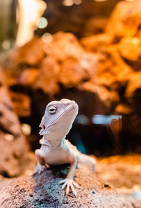 热带沙漠爬虫动物小蜥蜴摄影图配图