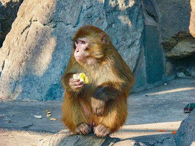 动物世界动物园猴子吃东西白天猴子动物园吃东西摄影图配图
