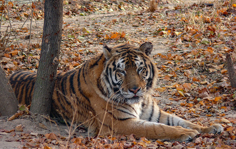 残害动物摄影照片_动物野兽老虎白天老虎动物园老虎摄影图配图