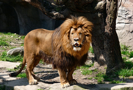 老虎厚涂摄影照片_野兽野生动物狮子白天狮子动物世界狮子摄影图配图