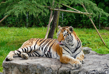 残害动物摄影照片_猛兽野兽动物老虎白天老虎动物园老虎摄影图配图