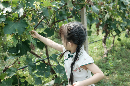 水果女孩摄影照片_夏季户外阳光下正在葡萄园采摘的小女孩人像摄影图配图