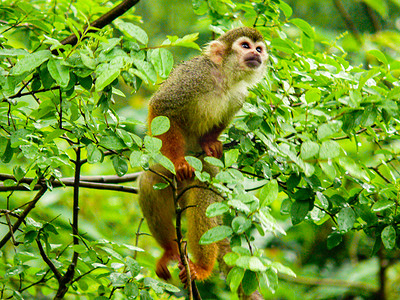 动物金丝猴灵长类动物白天金丝猴动物园森林猴子爬树摄影图配图